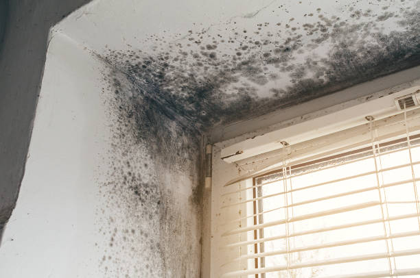 Affordable Bathroom Mold Removal solutions in Burlington, CO